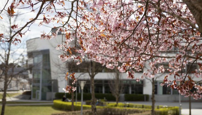 Biblioteket på campus, körsbärsträd i blom i förgrunden.