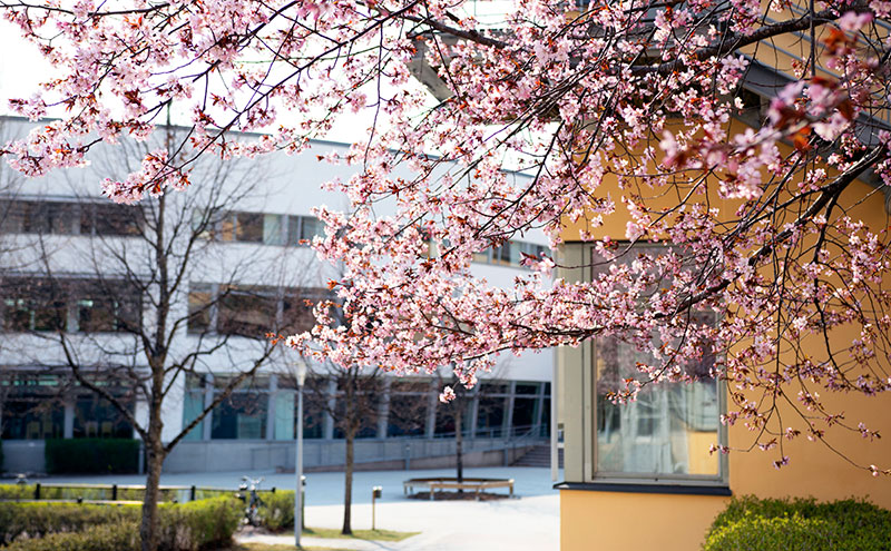 Blommande körsbärsträd vid Högskolan i Gävle